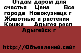 Отдам даром для счастья. › Цена ­ 1 - Все города, Новокузнецк г. Животные и растения » Кошки   . Адыгея респ.,Адыгейск г.